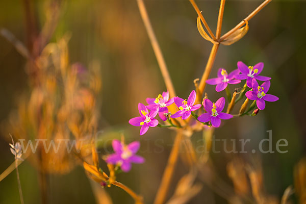 Echtes Tausendgüldenkraut (Centaurium erythraea)