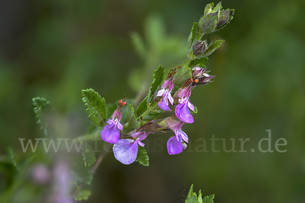 Edel-Gamander (Teucrium chamaedrys)