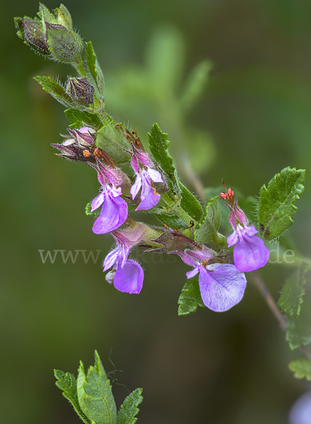 Edel-Gamander (Teucrium chamaedrys)