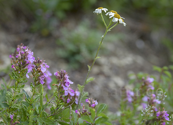 Edel-Gamander (Teucrium chamaedrys)