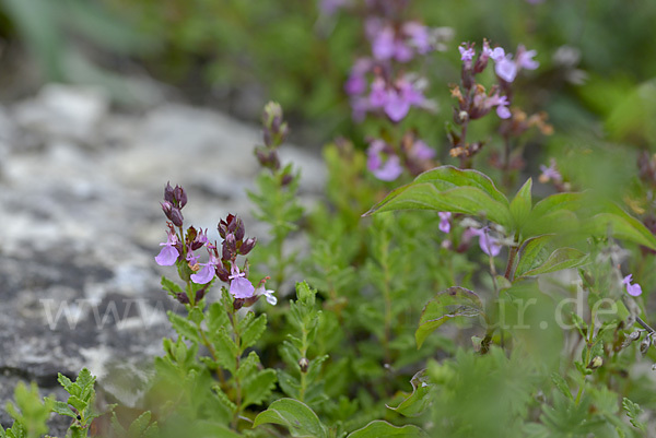 Edel-Gamander (Teucrium chamaedrys)