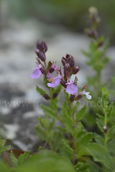 Edel-Gamander (Teucrium chamaedrys)