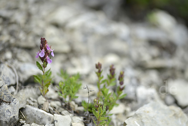 Edel-Gamander (Teucrium chamaedrys)