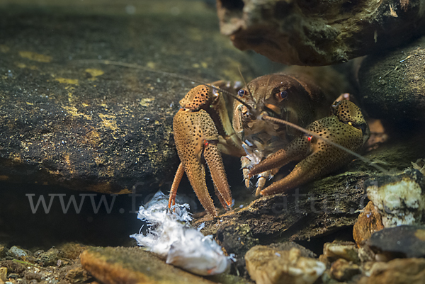 Edelkrebs (Astacus astacus)