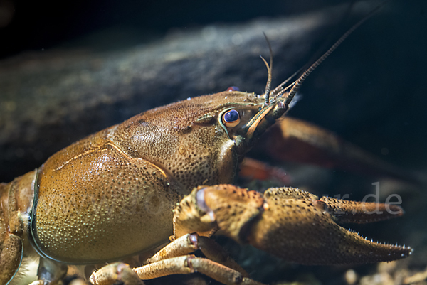 Edelkrebs (Astacus astacus)