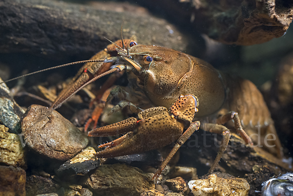 Edelkrebs (Astacus astacus)