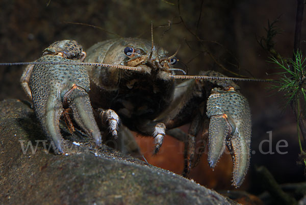 Edelkrebs (Astacus astacus)