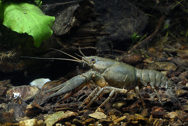 Edelkrebs (Astacus astacus)