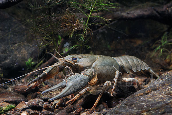 Edelkrebs (Astacus astacus)