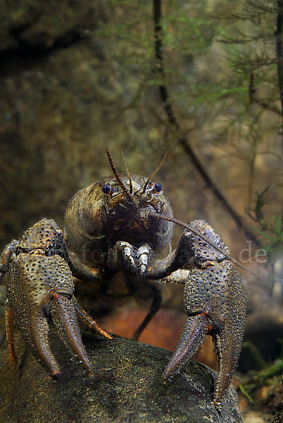 Edelkrebs (Astacus astacus)