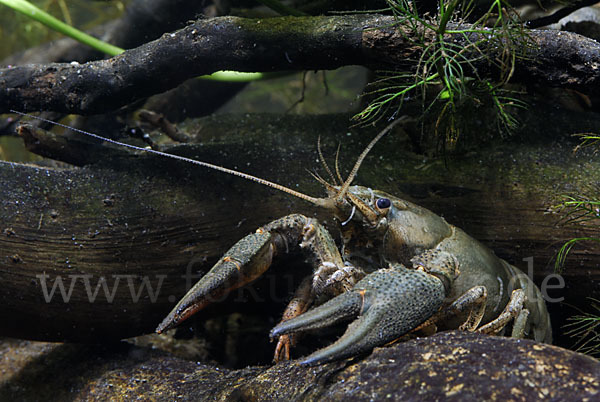 Edelkrebs (Astacus astacus)