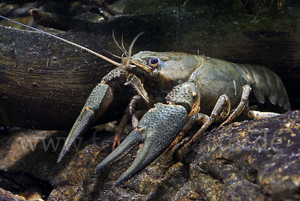 Edelkrebs (Astacus astacus)