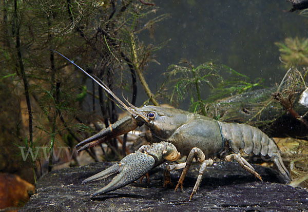 Edelkrebs (Astacus astacus)