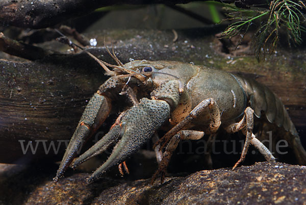 Edelkrebs (Astacus astacus)