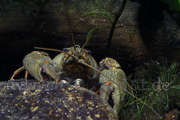 Edelkrebs (Astacus astacus)