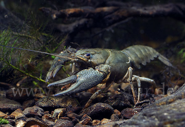 Edelkrebs (Astacus astacus)