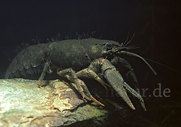 Edelkrebs (Astacus astacus)