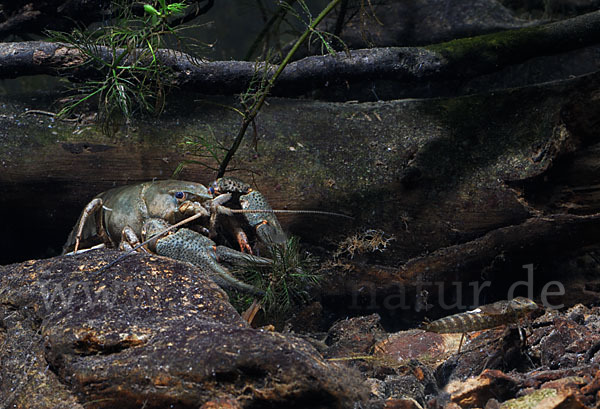 Edelkrebs (Astacus astacus)