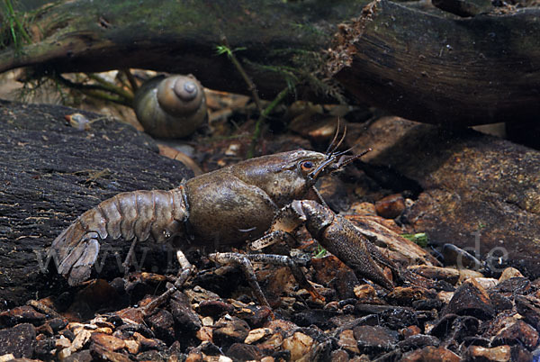 Edelkrebs (Astacus astacus)