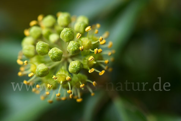 Efeu (Hedera helix)