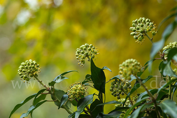 Efeu (Hedera helix)