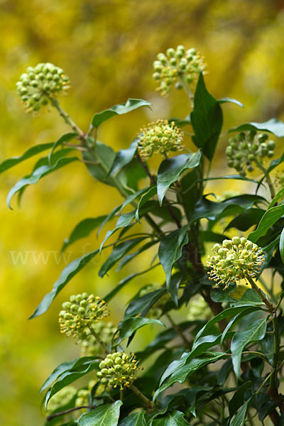 Efeu (Hedera helix)