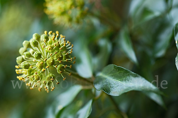 Efeu (Hedera helix)