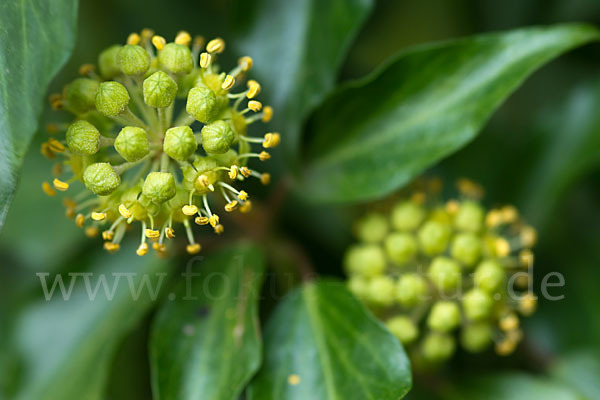 Efeu (Hedera helix)