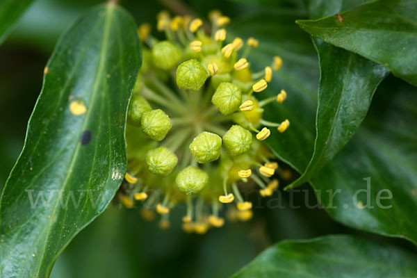 Efeu (Hedera helix)