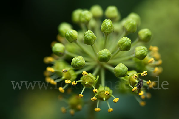 Efeu (Hedera helix)