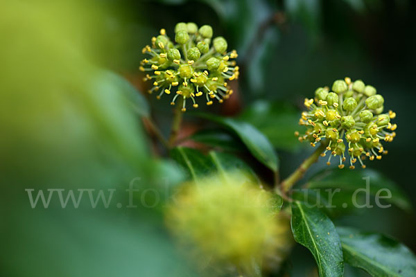 Efeu (Hedera helix)