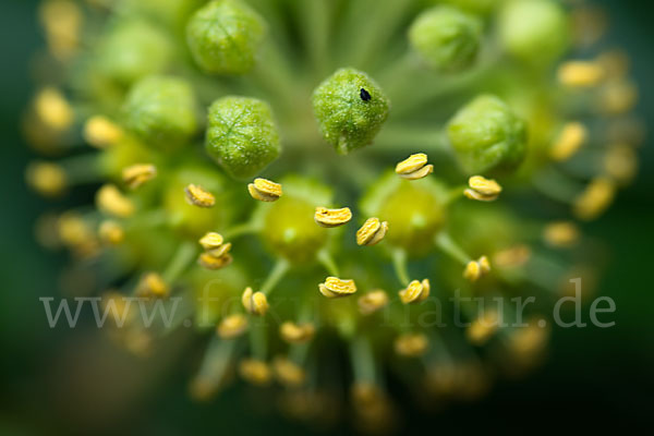 Efeu (Hedera helix)