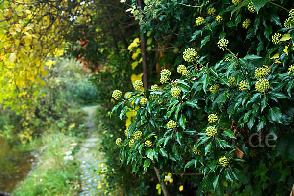 Efeu (Hedera helix)