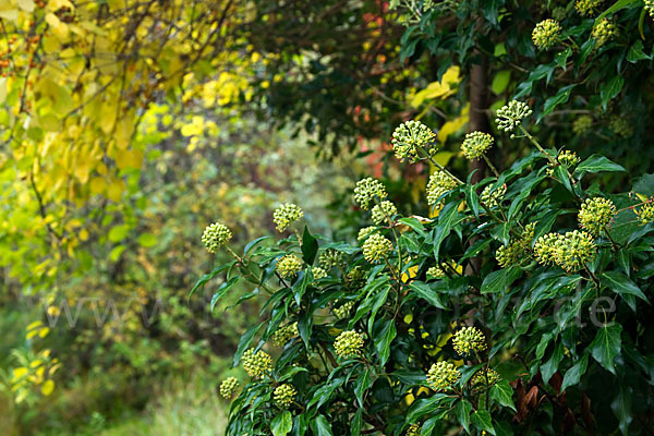 Efeu (Hedera helix)