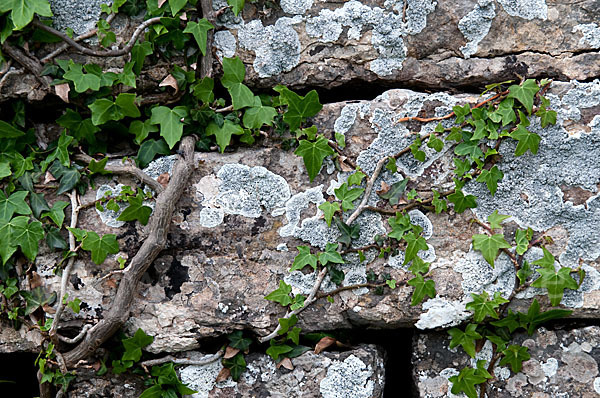 Efeu (Hedera helix)