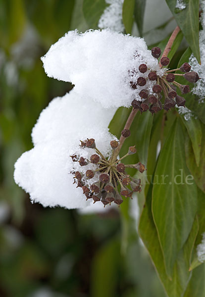 Efeu (Hedera helix)