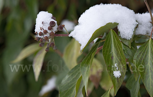 Efeu (Hedera helix)