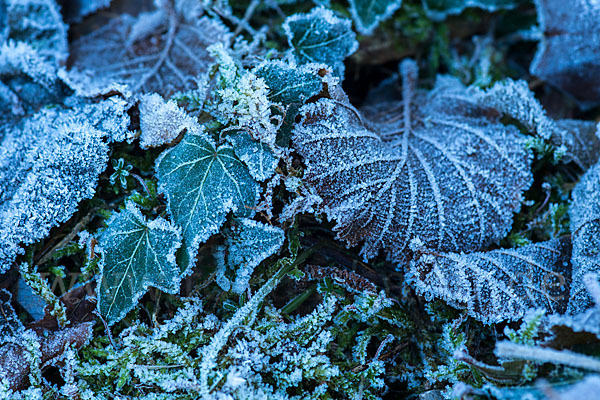 Efeu (Hedera helix)