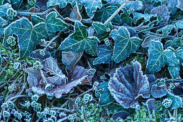 Efeu (Hedera helix)