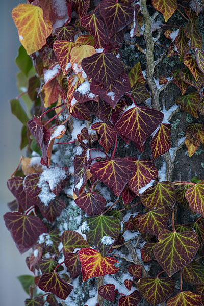 Efeu (Hedera helix)