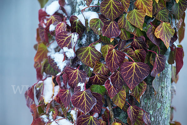 Efeu (Hedera helix)