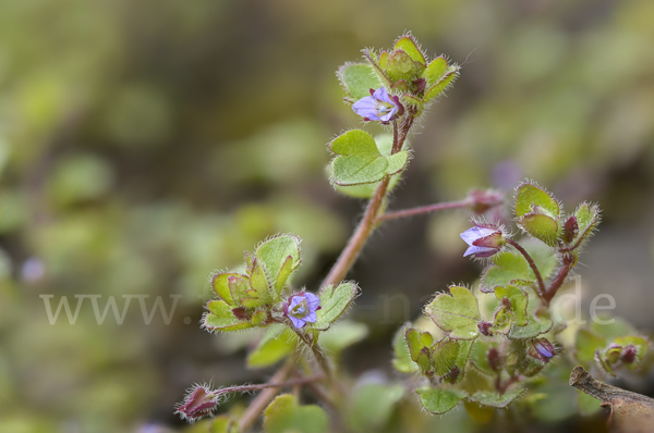 Efeublättriger Ehrenpreis (Veronica hederifolia)