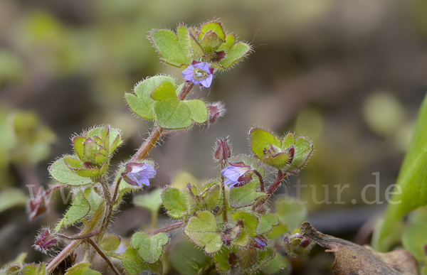 Efeublättriger Ehrenpreis (Veronica hederifolia)