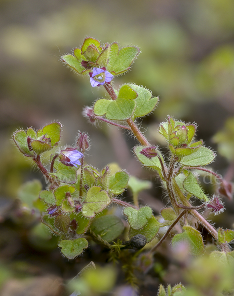 Efeublättriger Ehrenpreis (Veronica hederifolia)