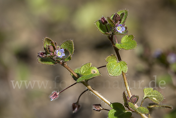 Efeublättriger Ehrenpreis (Veronica sublobata)