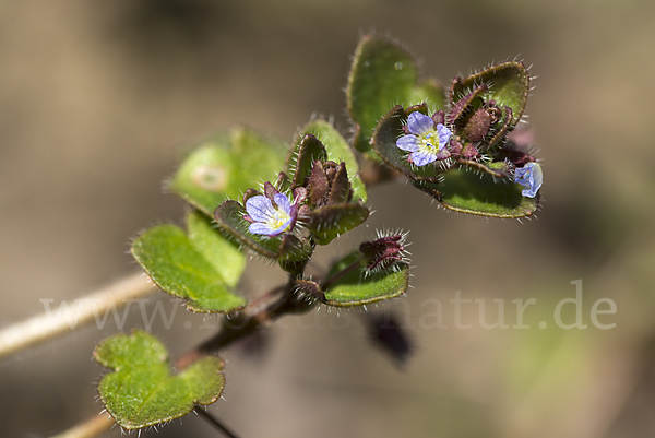 Efeublättriger Ehrenpreis (Veronica sublobata)