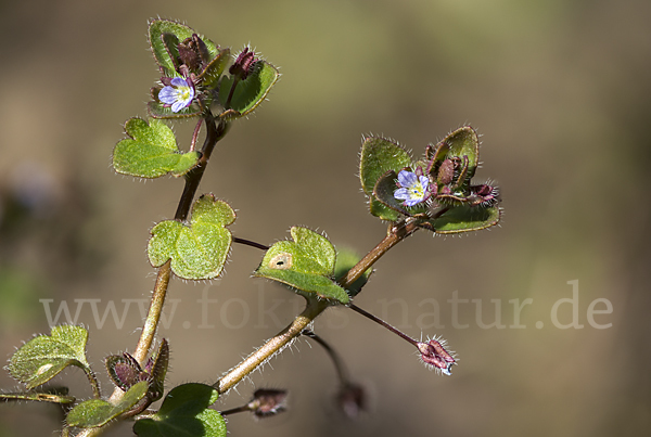 Efeublättriger Ehrenpreis (Veronica sublobata)