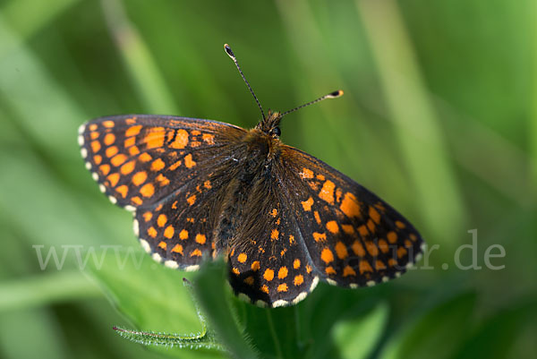 Ehrenpreis-Scheckenfalter (Melitaea aurelia)