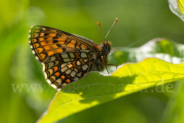 Ehrenpreis-Scheckenfalter (Melitaea aurelia)