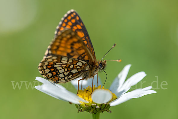 Ehrenpreis-Scheckenfalter (Melitaea aurelia)